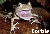 frog.jpg
